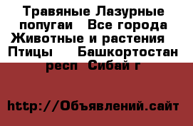 Травяные Лазурные попугаи - Все города Животные и растения » Птицы   . Башкортостан респ.,Сибай г.